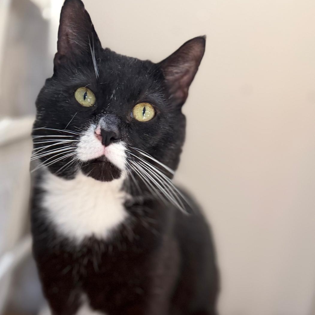 Enlarge Hook (Safe Outdoor Cat!), a ADOPTABLE Tuxedo in Montclair, NJ image 6/6