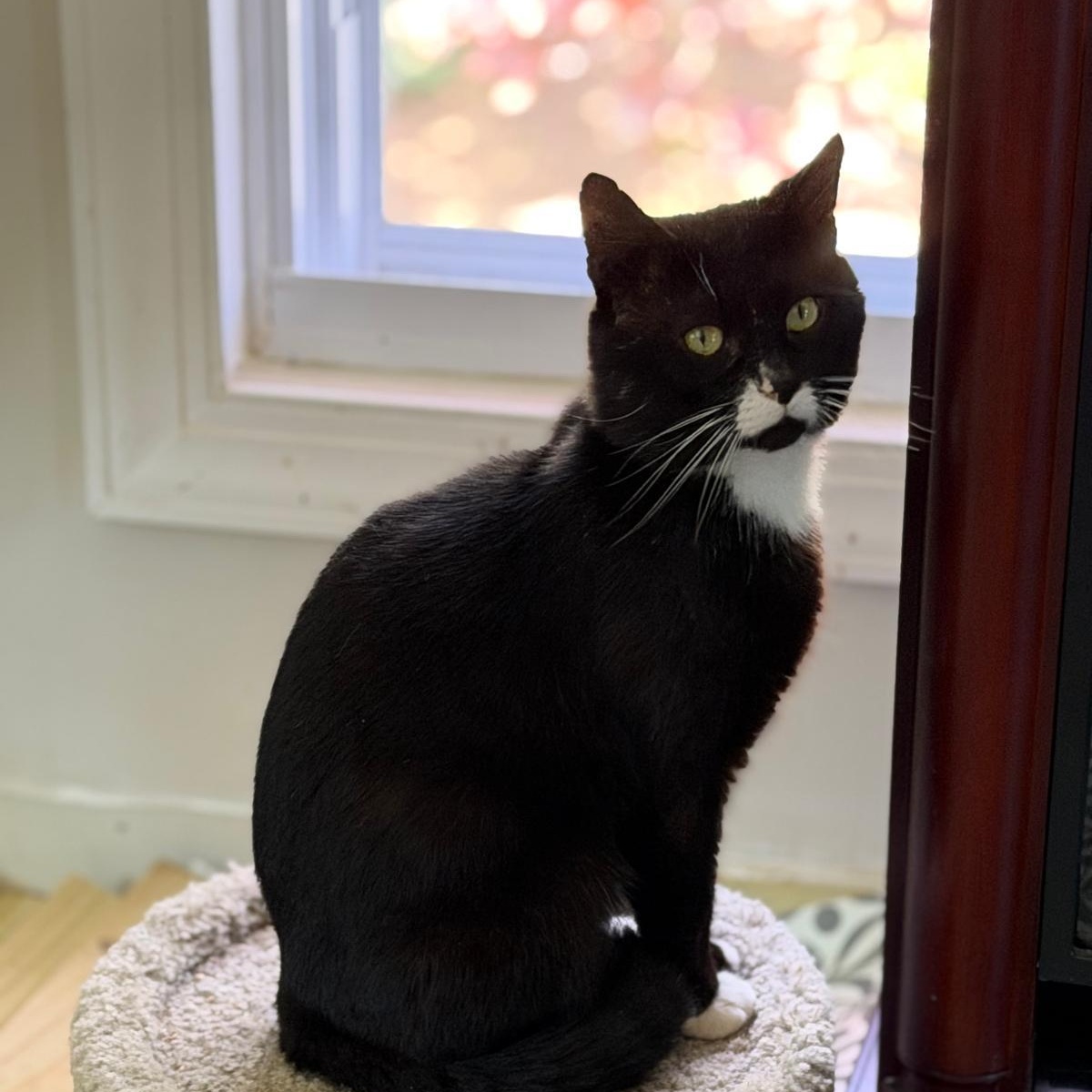 Enlarge Hook (Safe Outdoor Cat!), a ADOPTABLE Tuxedo in Montclair, NJ image 5/6