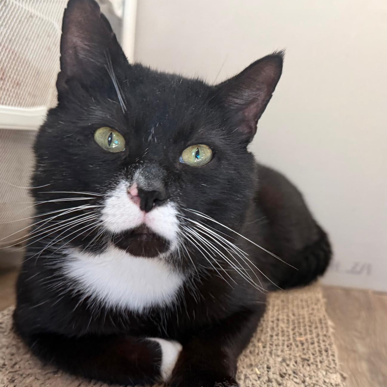 Enlarge Hook (Safe Outdoor Cat!), a ADOPTABLE Tuxedo in Montclair, NJ image 2/6
