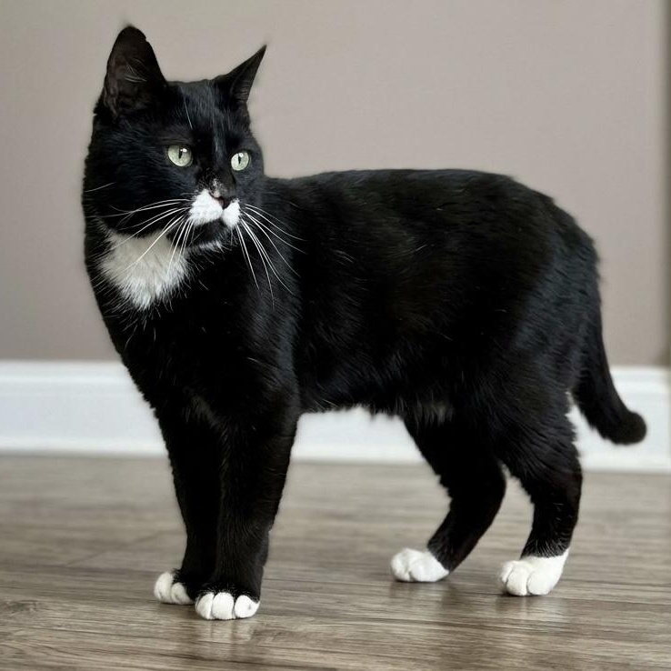 Enlarge Hook (Safe Outdoor Cat!), a ADOPTABLE Tuxedo in Montclair, NJ image 4/6