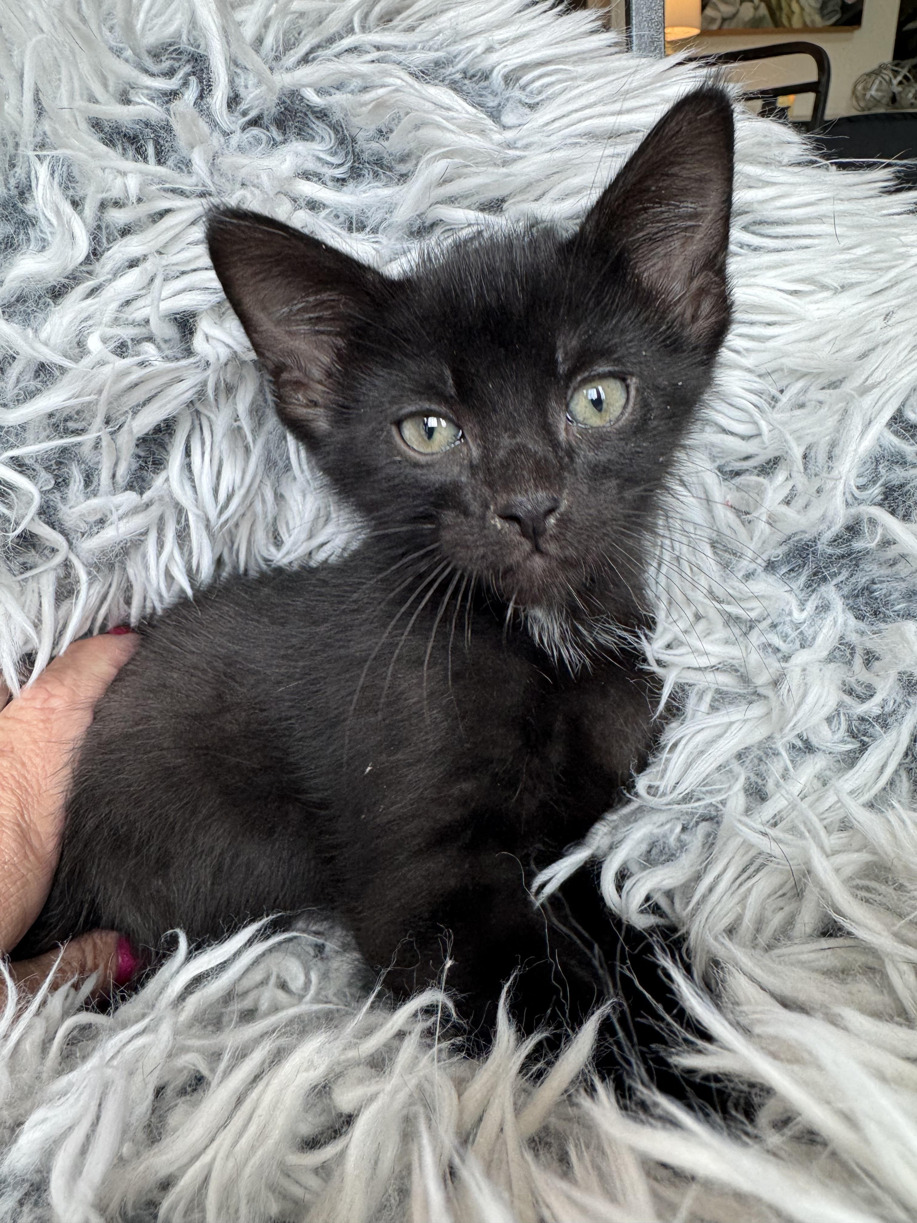 Enlarge Magnum, a ADOPTABLE mixed breed in Bonney Lake, WA image 5/6