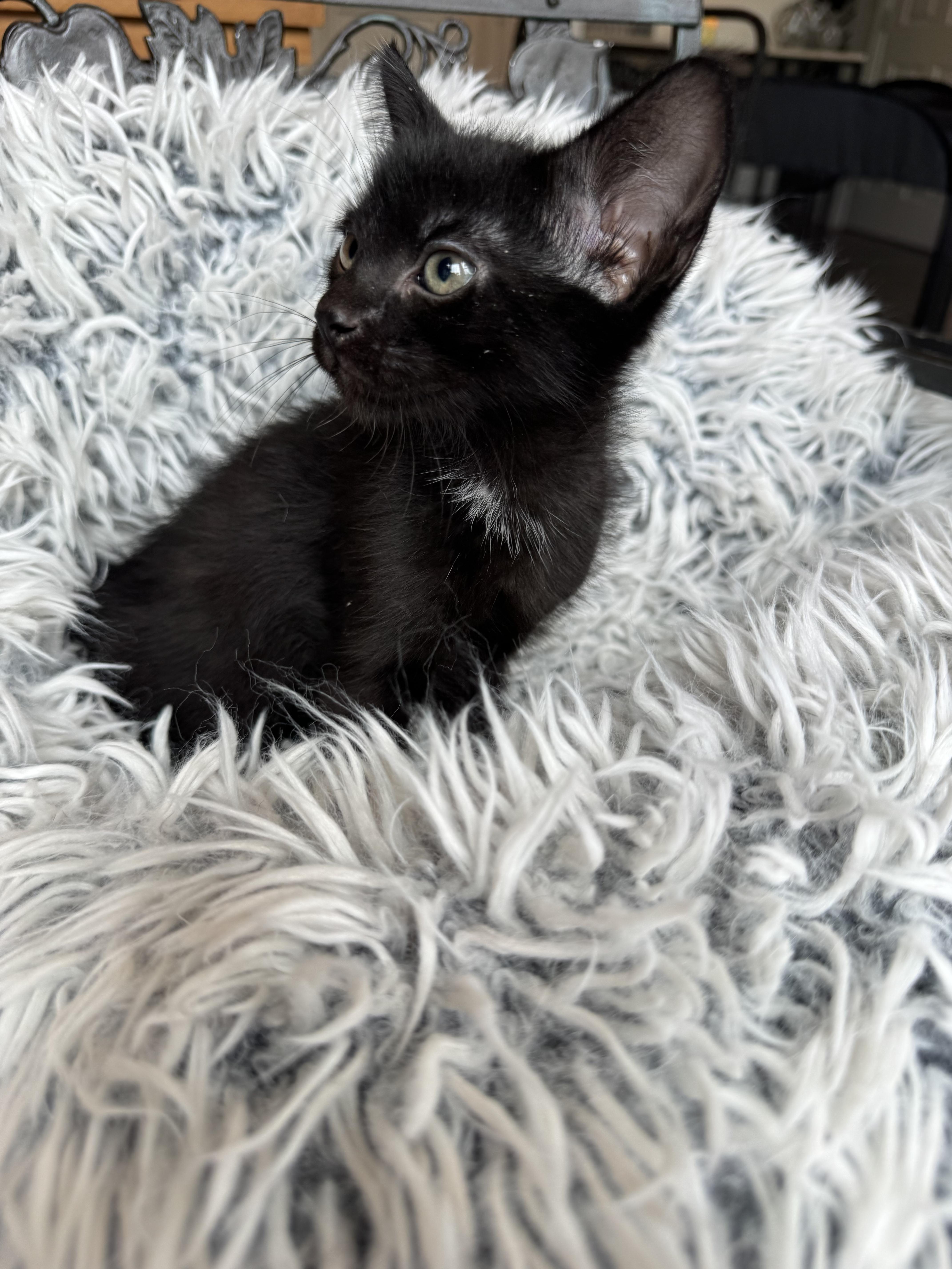 Enlarge Magnum, a ADOPTABLE mixed breed in Bonney Lake, WA image 2/6