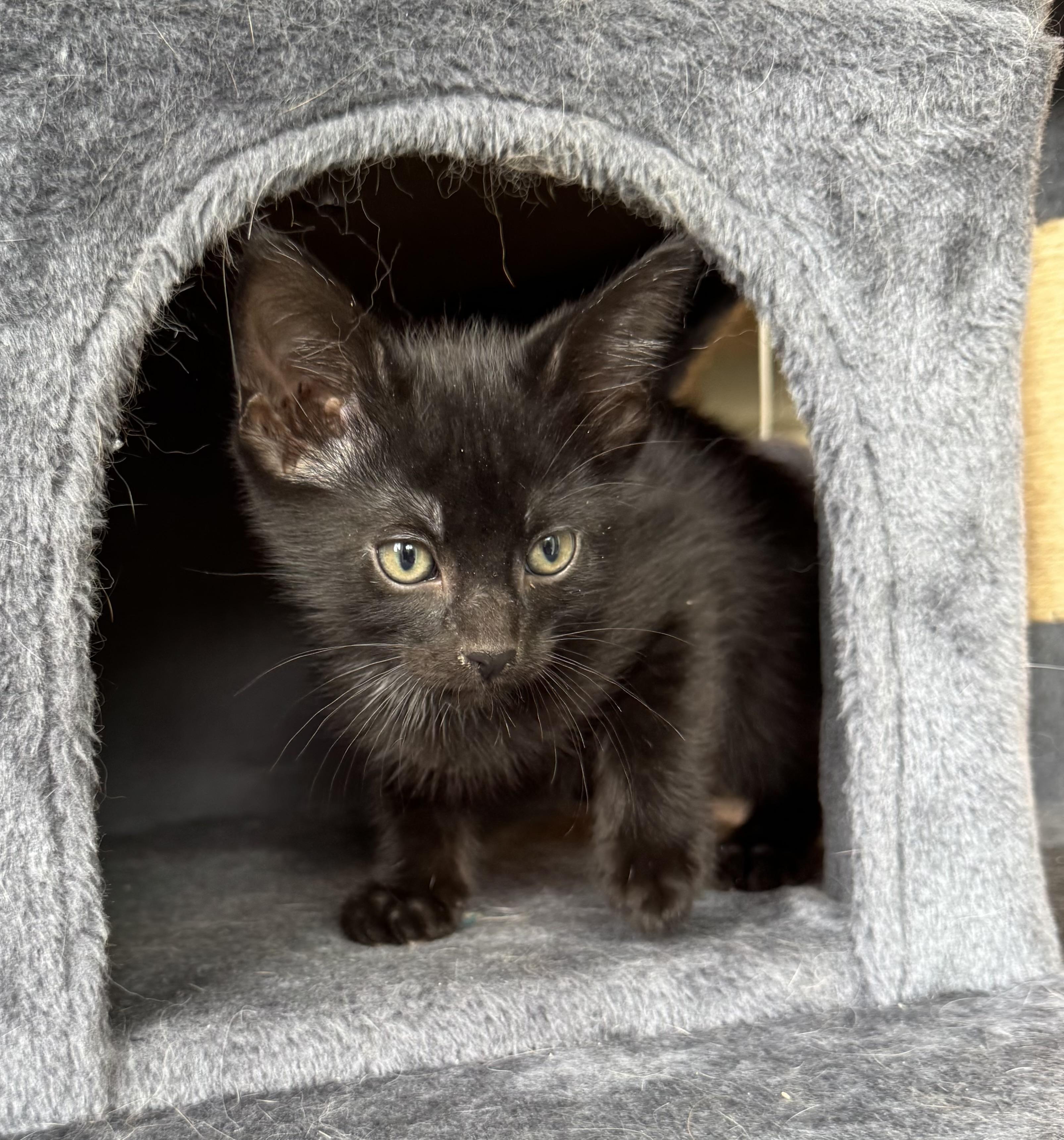Enlarge Magnum, a ADOPTABLE mixed breed in Bonney Lake, WA image 3/6