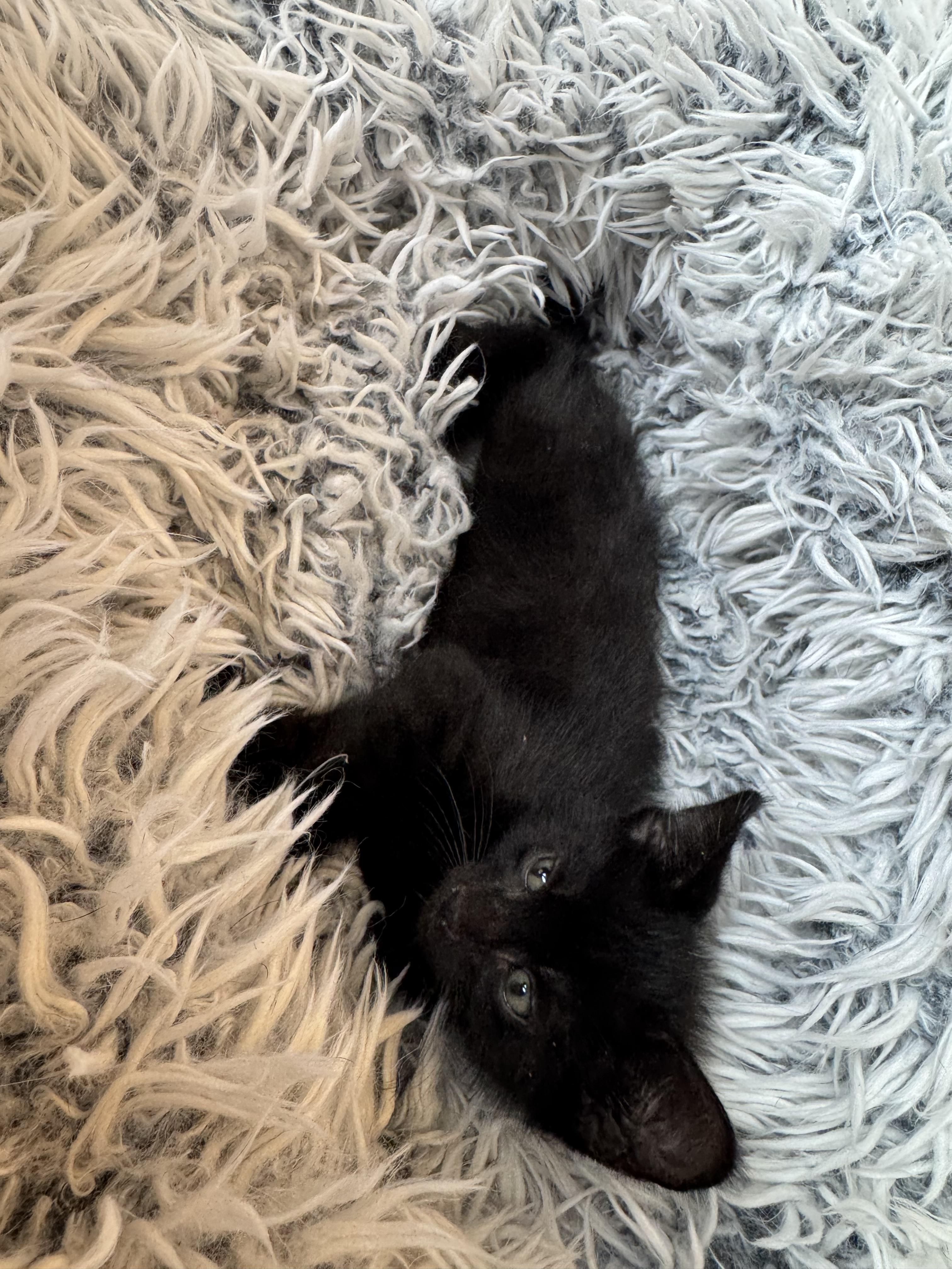 Enlarge Magnum, a ADOPTABLE mixed breed in Bonney Lake, WA image 1/6