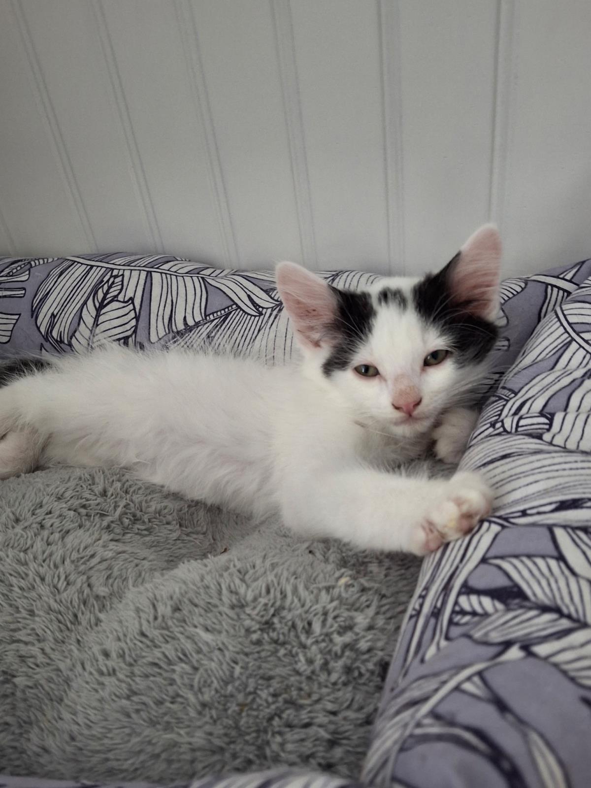 Hold 'Em, Adoptable, Kitten Male Domestic Medium Hair.