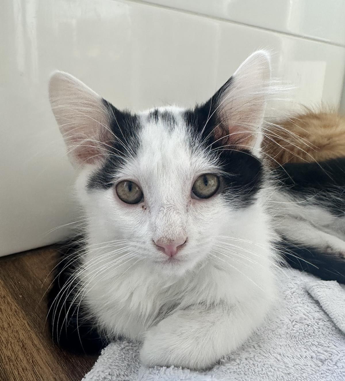 Enlarge Hold 'Em, a Adoptable Domestic Medium Hair in La Jolla, CA image 2/2