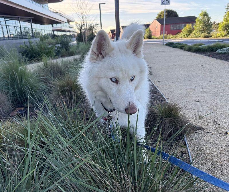 Enlarge Max, a ADOPTABLE Husky in Berkeley, CA image 4/5