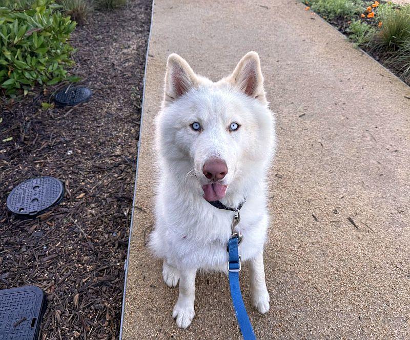 Enlarge Max, a ADOPTABLE Husky in Berkeley, CA image 2/5