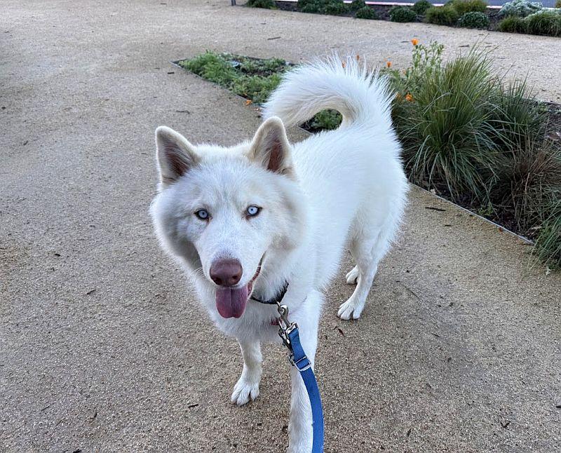 Enlarge Max, a ADOPTABLE Husky in Berkeley, CA image 5/5