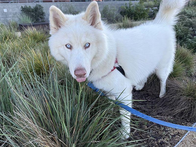Enlarge Max, a ADOPTABLE Husky in Berkeley, CA image 3/5