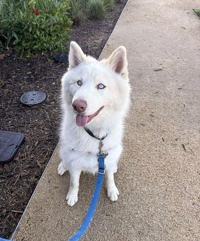 Enlarge Max, a ADOPTABLE Husky in Berkeley, CA image 1/5