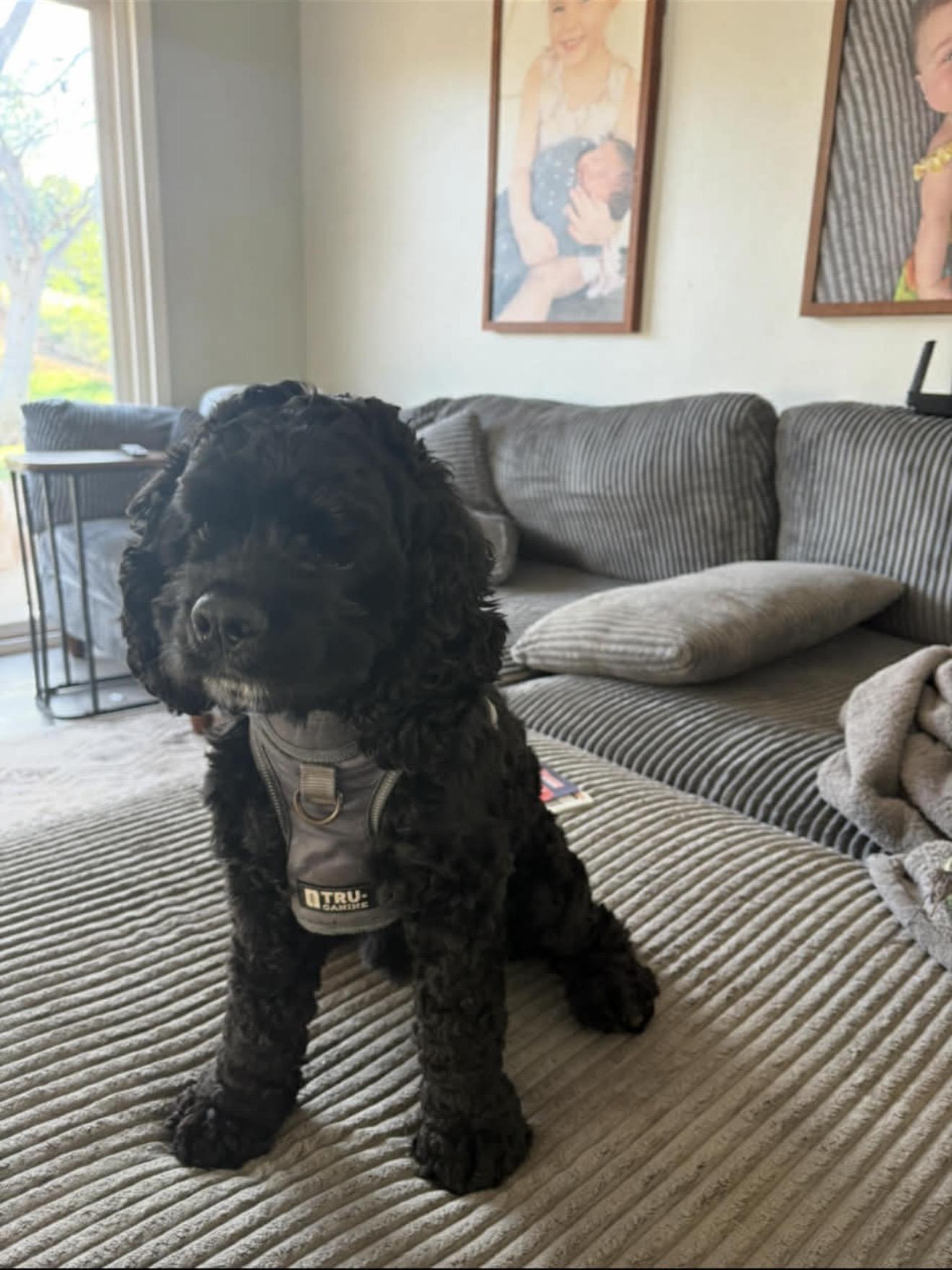 Enzo - The Stunning Cocker Spaniel , adopted, Adult Male Cocker Spaniel.