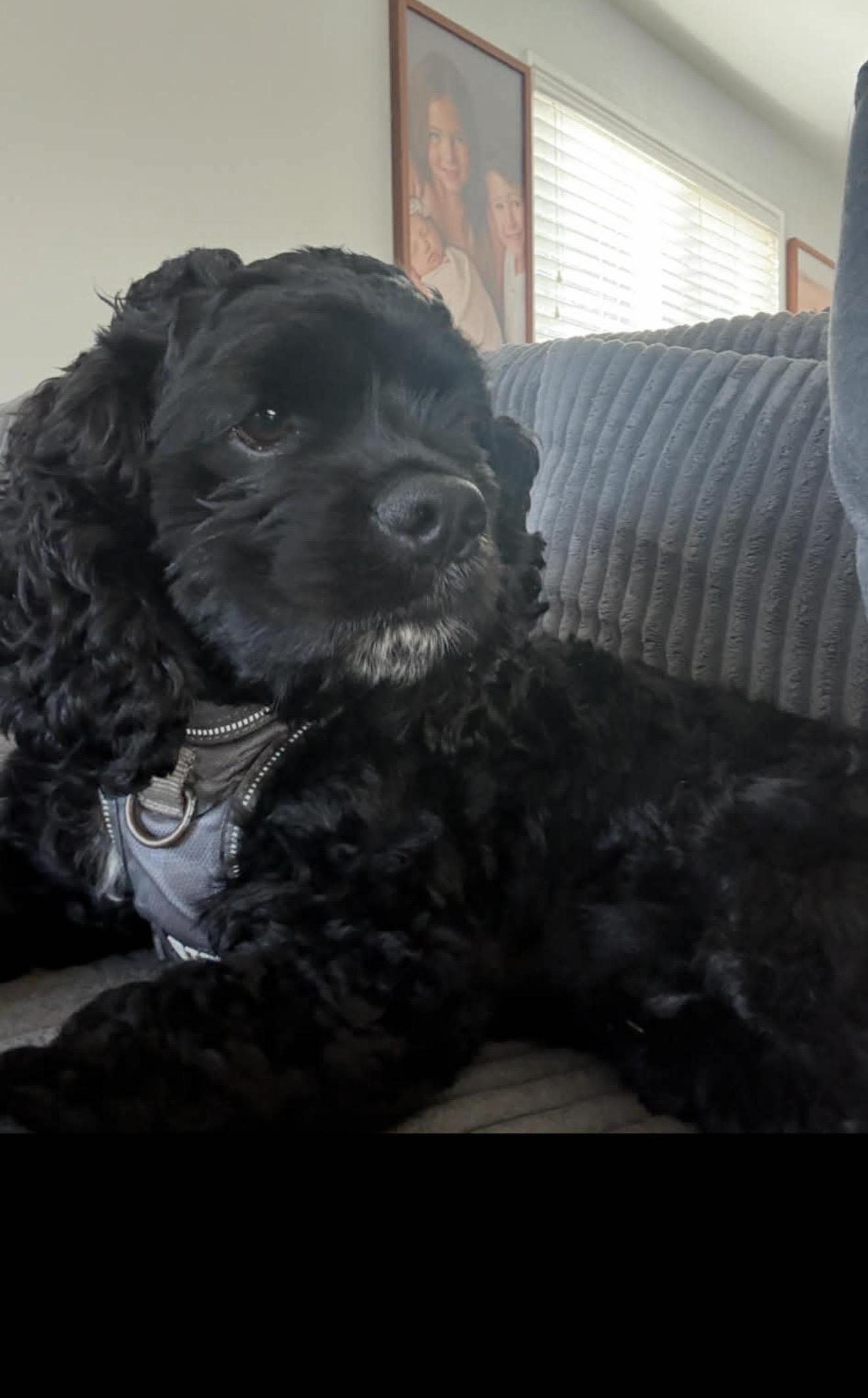 Enlarge Enzo - The Stunning Cocker Spaniel , an adopted Cocker Spaniel in Rancho Cucamonga , CA image 4/5