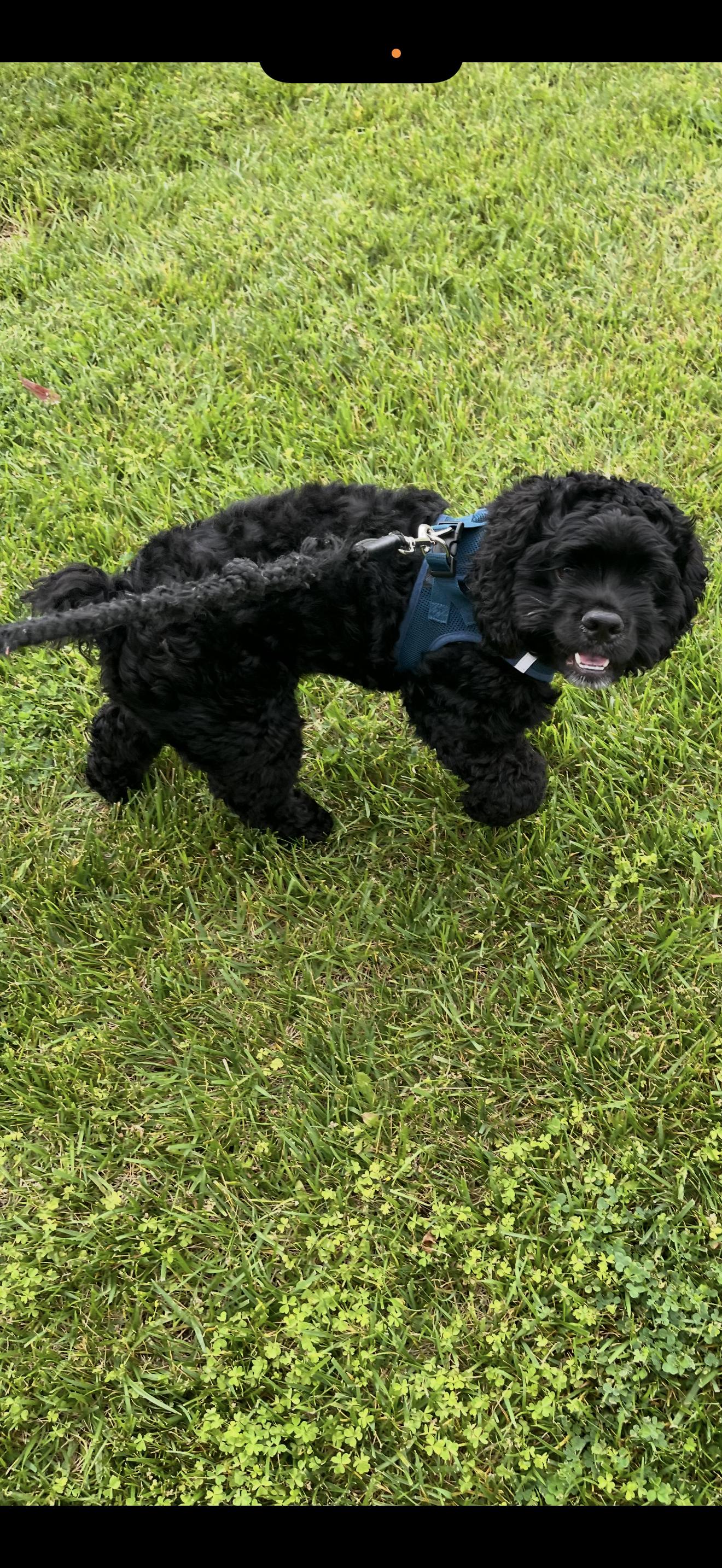 Enlarge Enzo - The Stunning Cocker Spaniel , an adopted Cocker Spaniel in Rancho Cucamonga , CA image 3/5