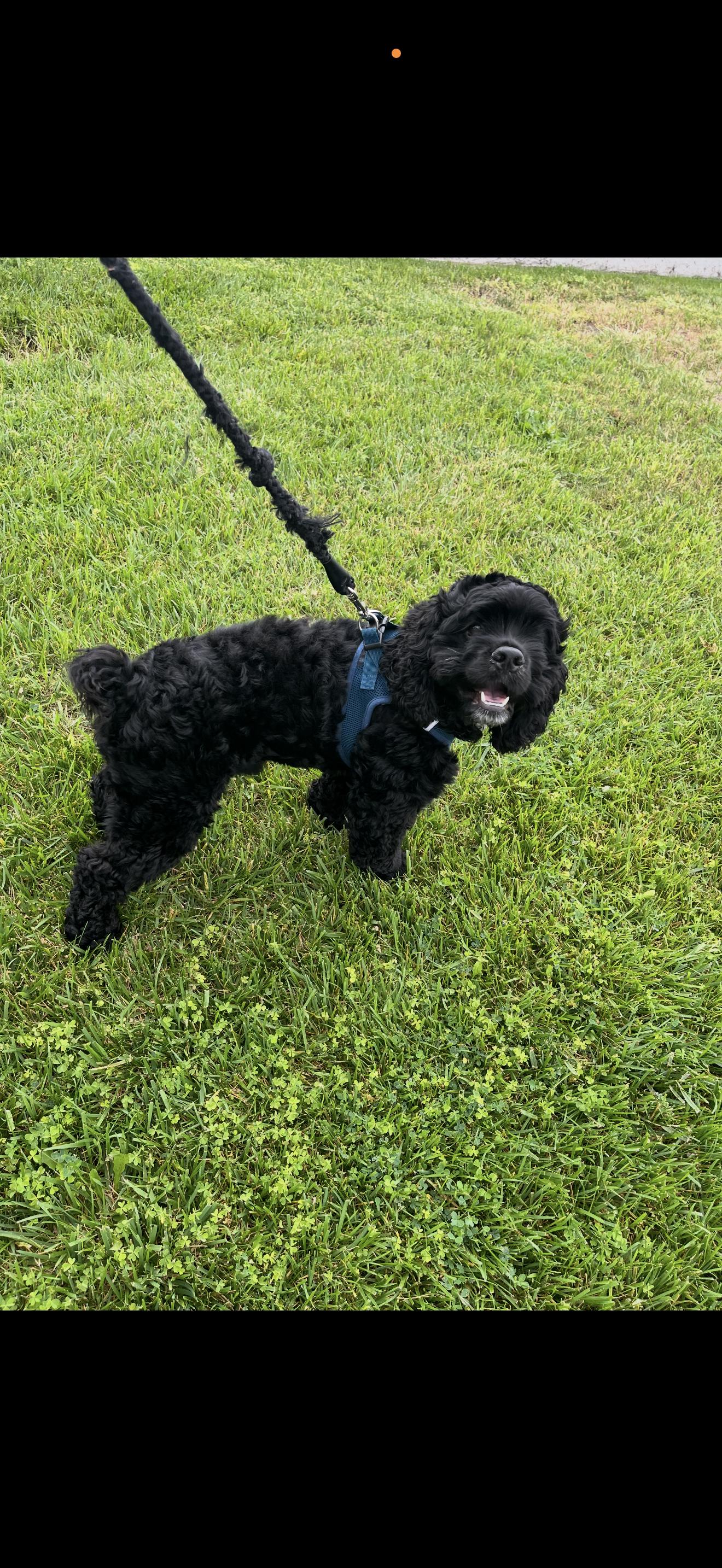 Enlarge Enzo - The Stunning Cocker Spaniel , an adopted Cocker Spaniel in Rancho Cucamonga , CA image 5/5