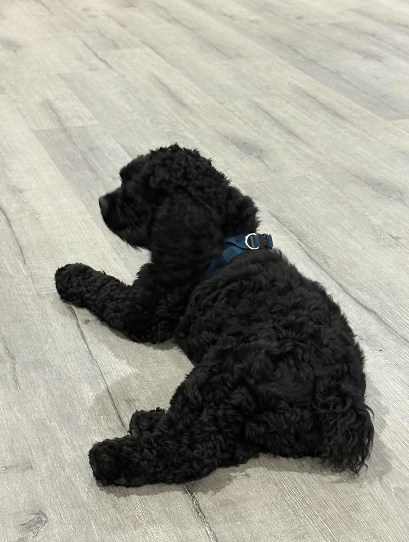 Enlarge Enzo - The Stunning Cocker Spaniel , an adopted Cocker Spaniel in Rancho Cucamonga , CA image 2/5