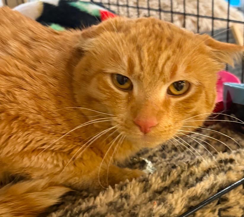 BOBO, Adoptable, Adult Male Domestic Short Hair.