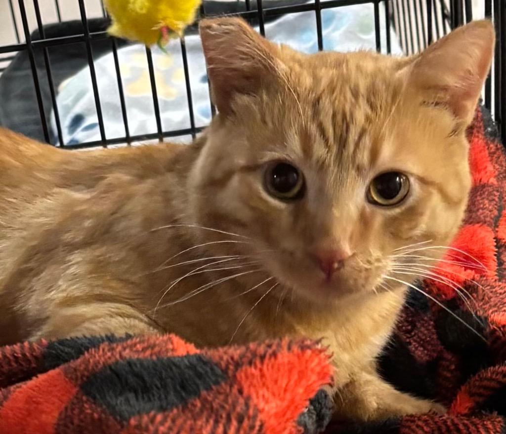 Enlarge BOBO, a Adoptable mixed breed in Elizabethton, TN image 2/2