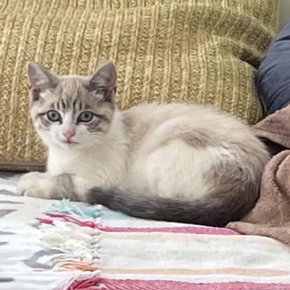 Hermione, adopted, Kitten Female Domestic Short Hair.