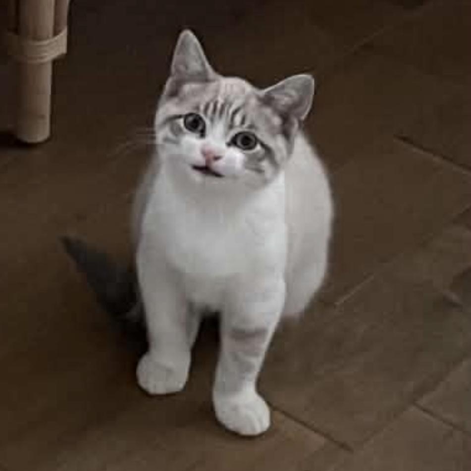 Enlarge Hermione, an adopted Domestic Short Hair in Stanstead, QC image 4/6