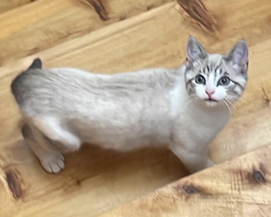 Enlarge Hermione, an adopted Domestic Short Hair in Stanstead, QC image 3/6