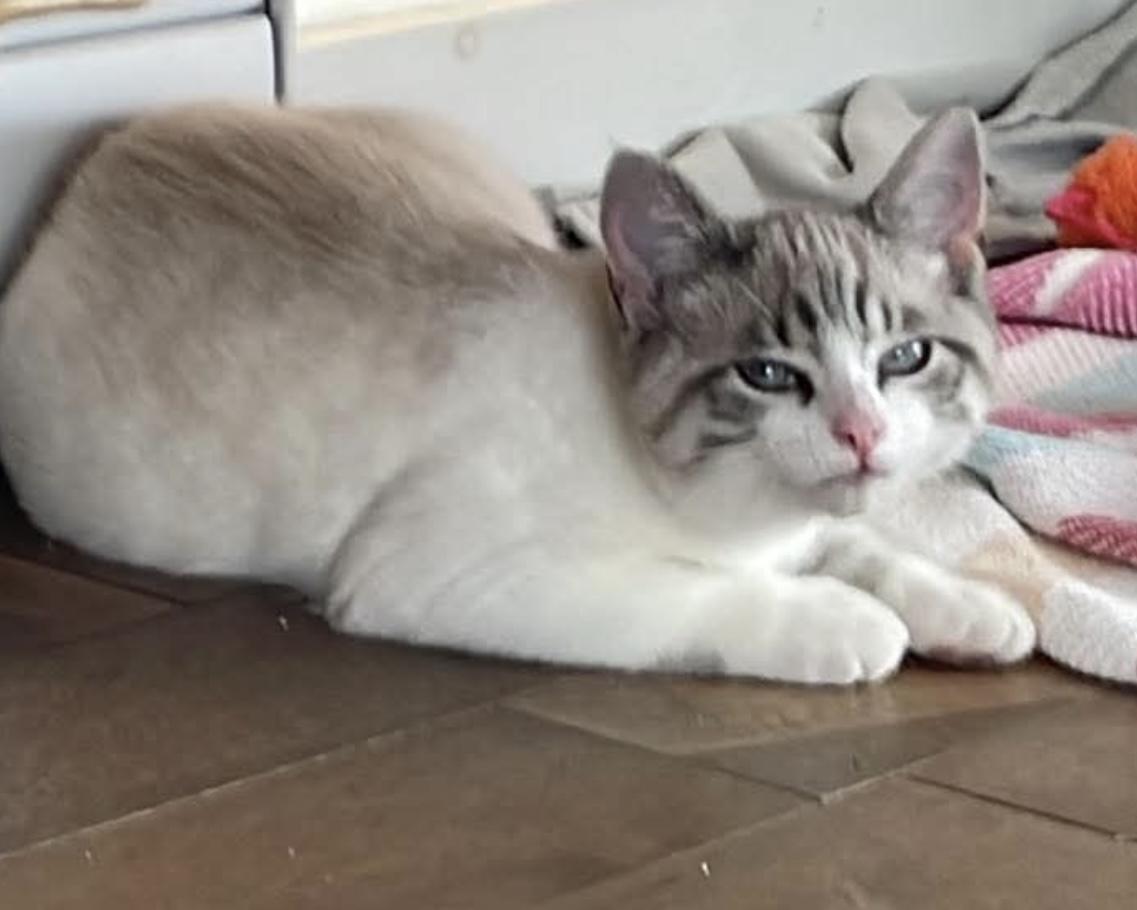 Enlarge Hermione, an adopted Domestic Short Hair in Stanstead, QC image 2/6