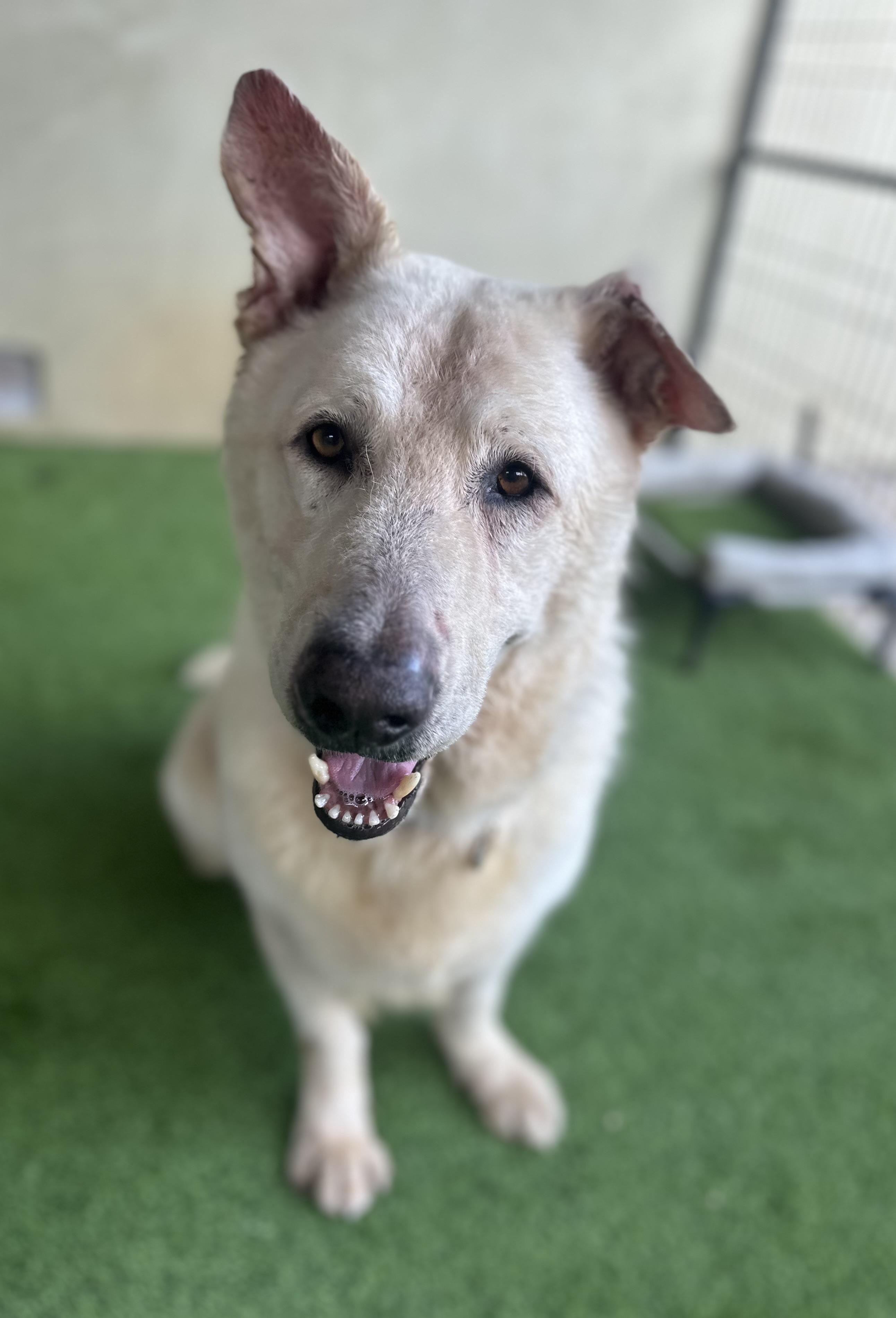 Rocco, Adoptable, Adult Male White German Shepherd & German Shepherd Dog.