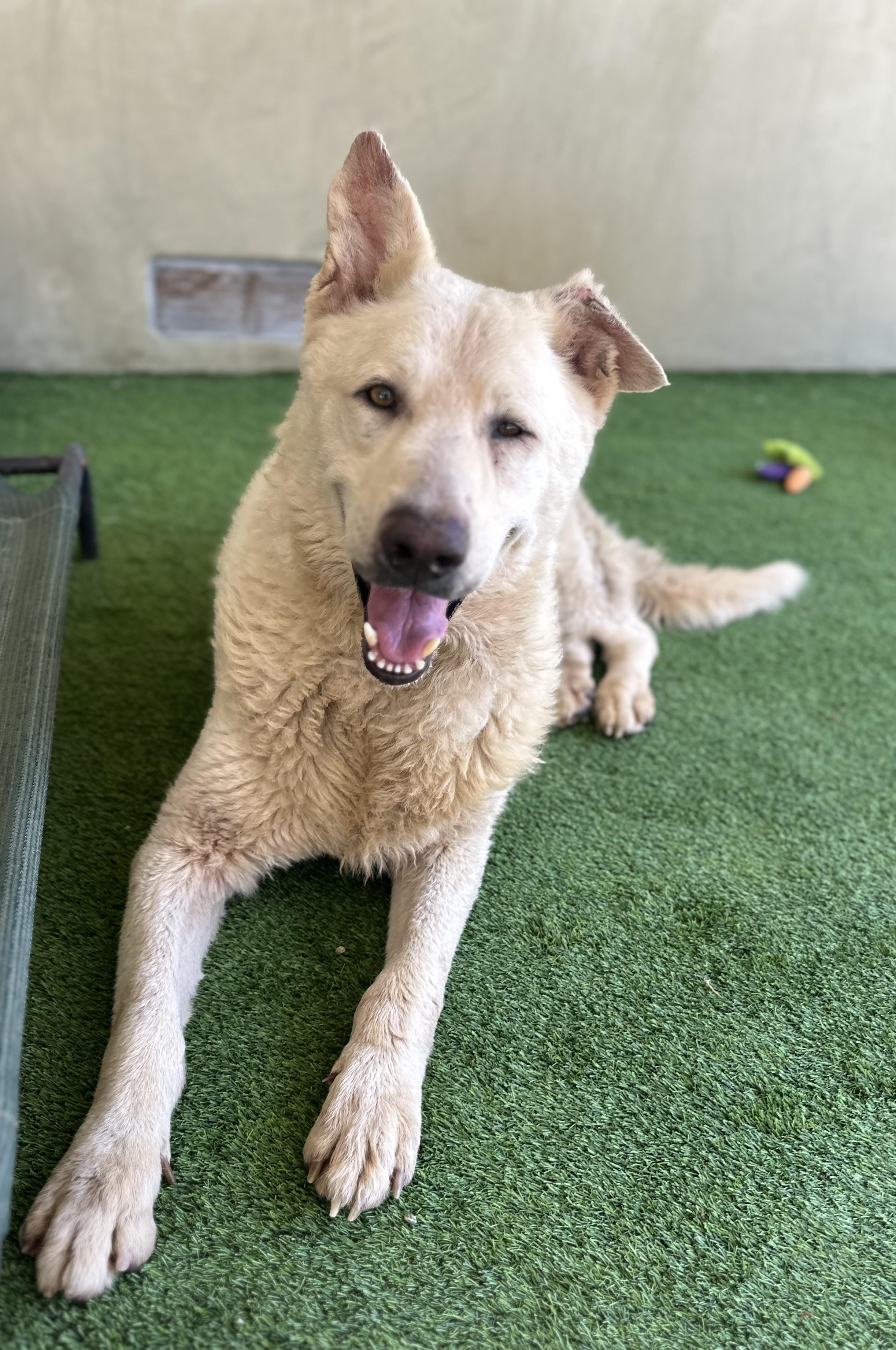 Enlarge Rocco, a Adoptable mixed breed in Camarillo, CA image 2/5