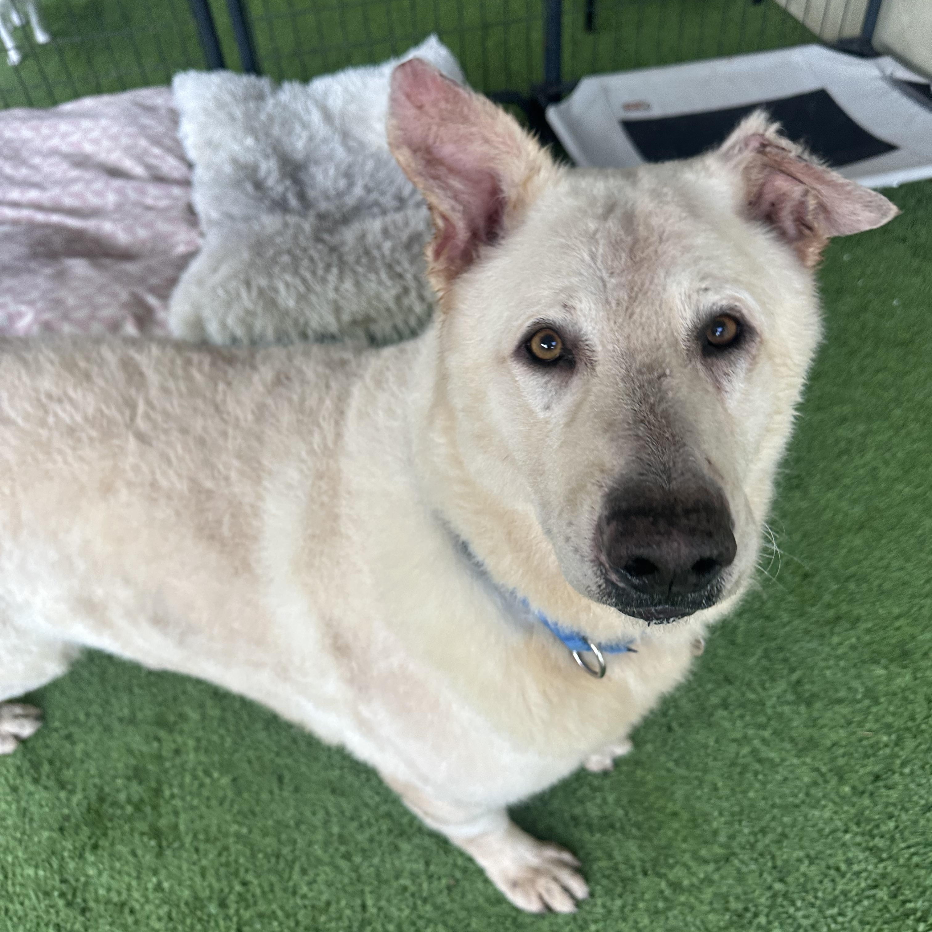 Enlarge Rocco, a Adoptable mixed breed in Camarillo, CA image 3/5