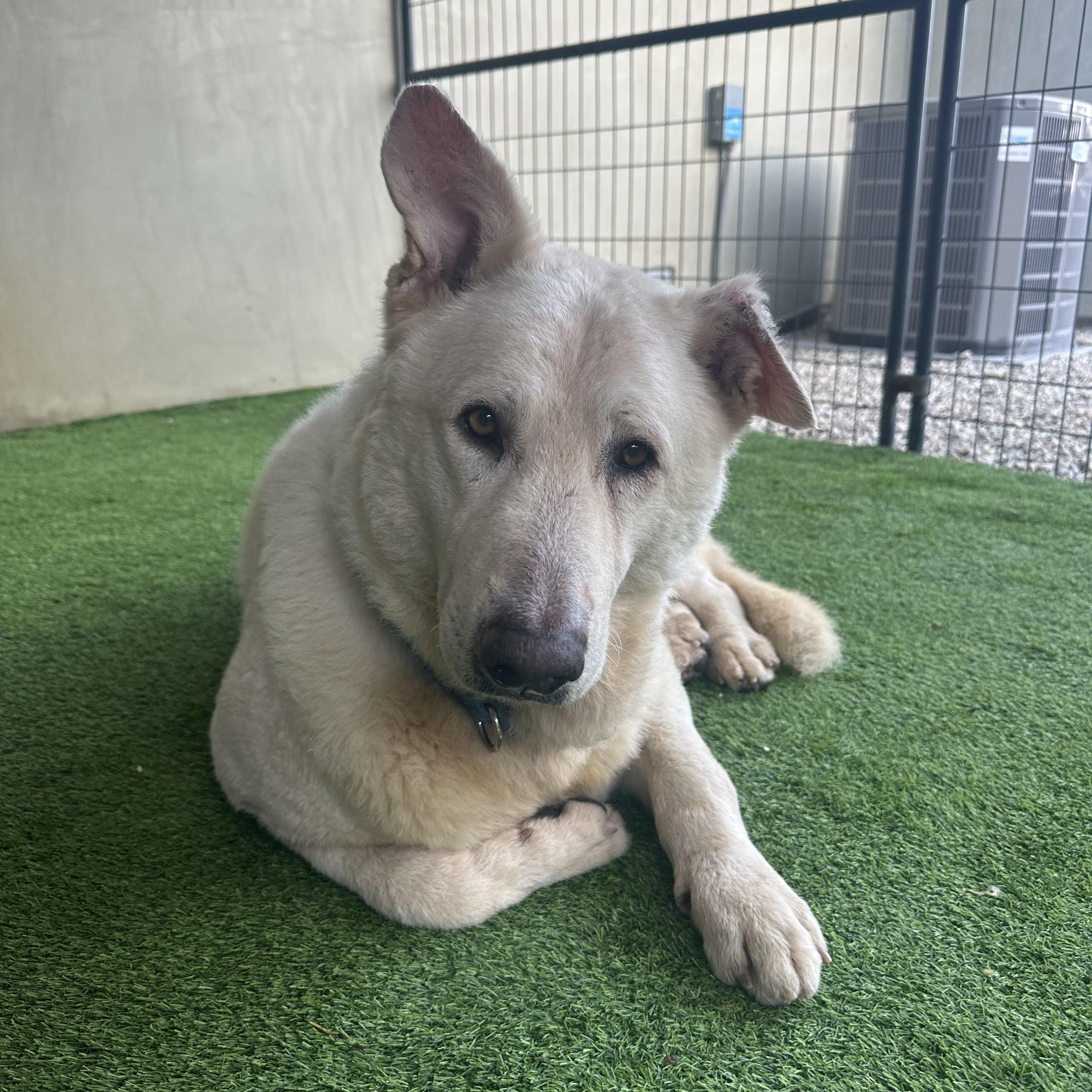 Enlarge Rocco, a Adoptable mixed breed in Camarillo, CA image 4/5