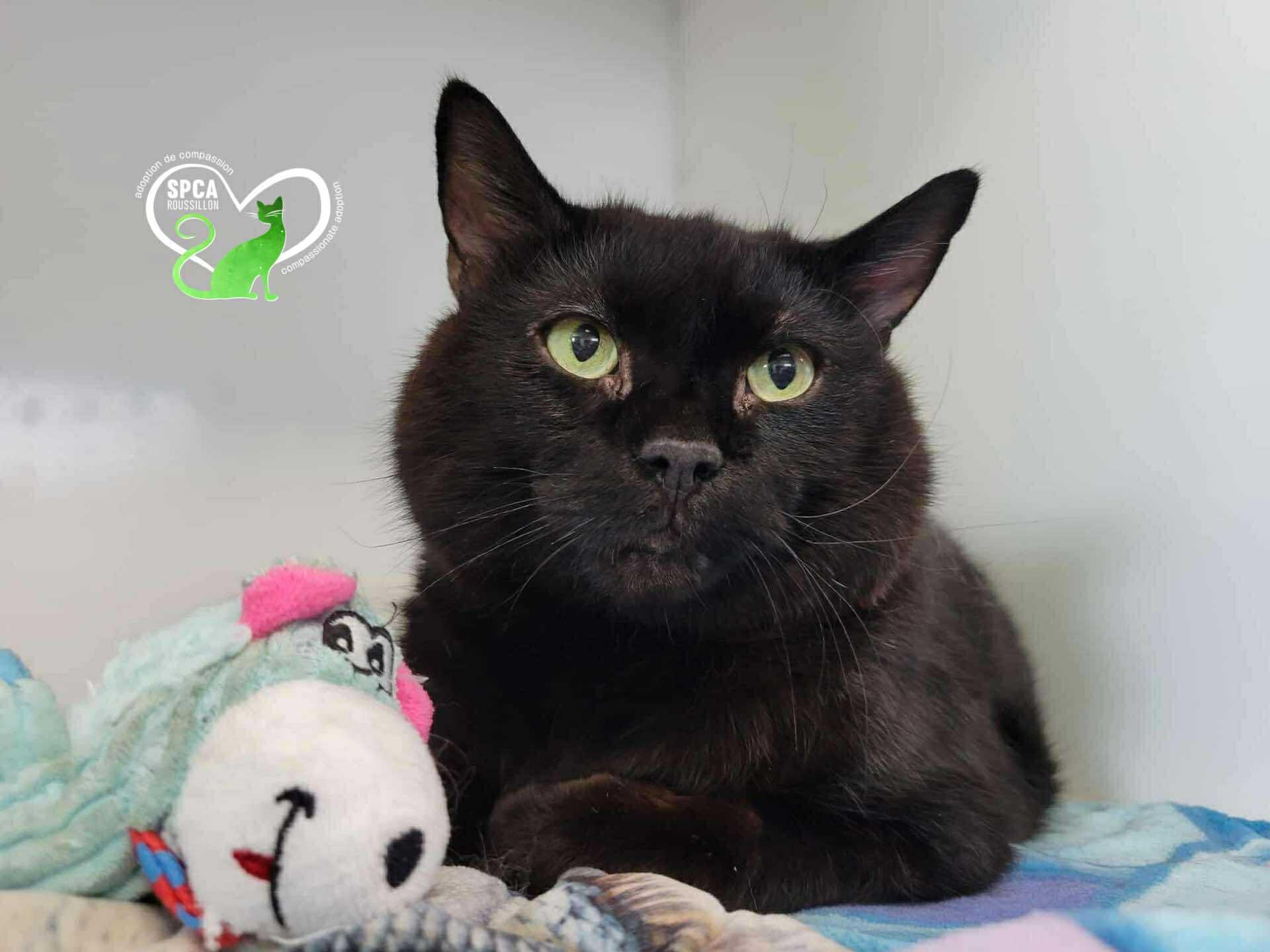 Enlarge Crow, a Adoptable Domestic Short Hair in Delson, QC image 1/1