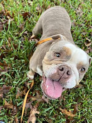 Enlarge ChickPea, a Adoptable English Bulldog in Glastonbury, CT image 2/4