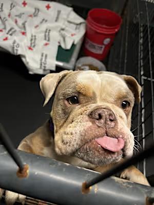 Enlarge ChickPea, a Adoptable English Bulldog in Glastonbury, CT image 3/4