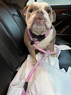 Enlarge ChickPea, a Adoptable English Bulldog in Glastonbury, CT image 4/4