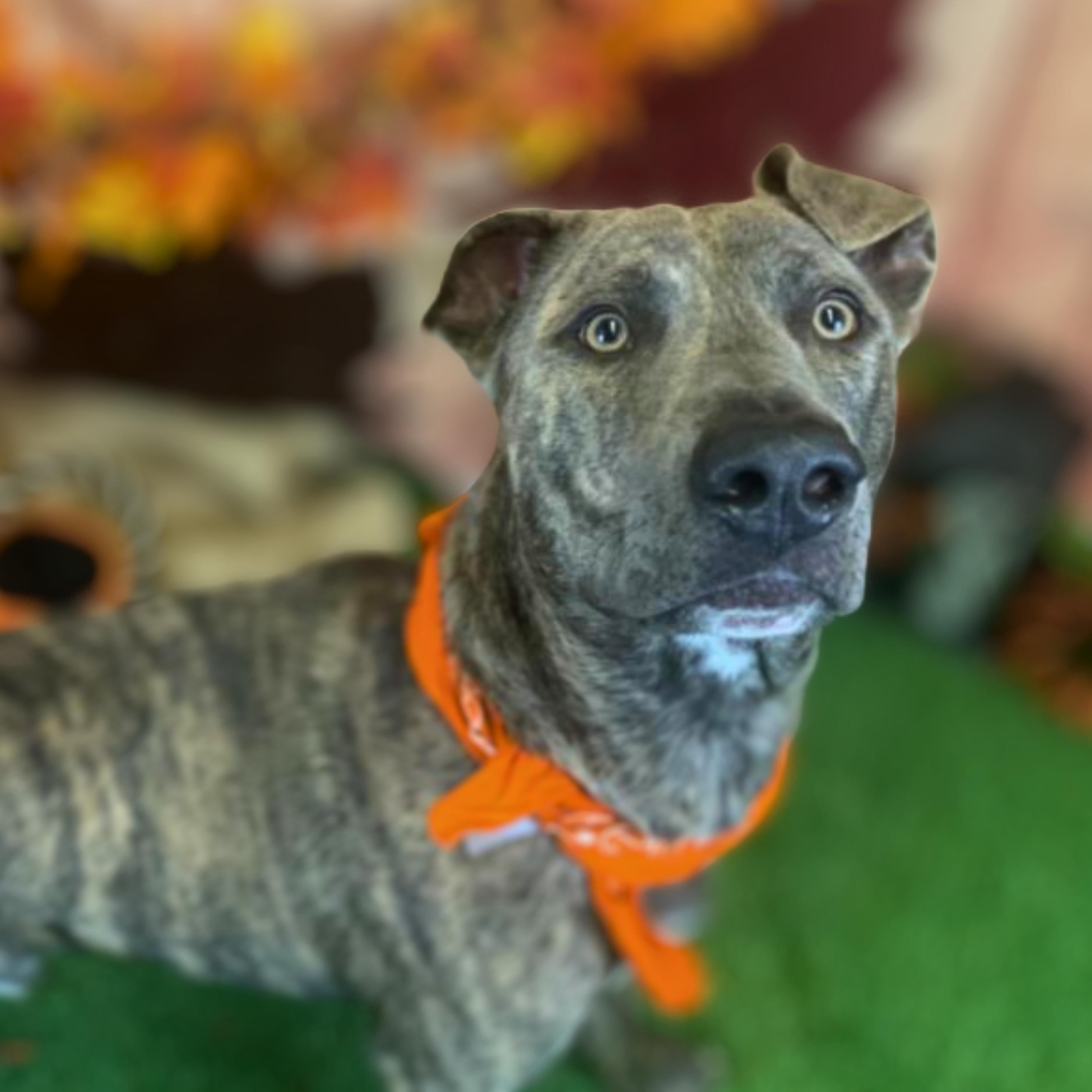 Daffy, Adoptable, Young Male Plott Hound.
