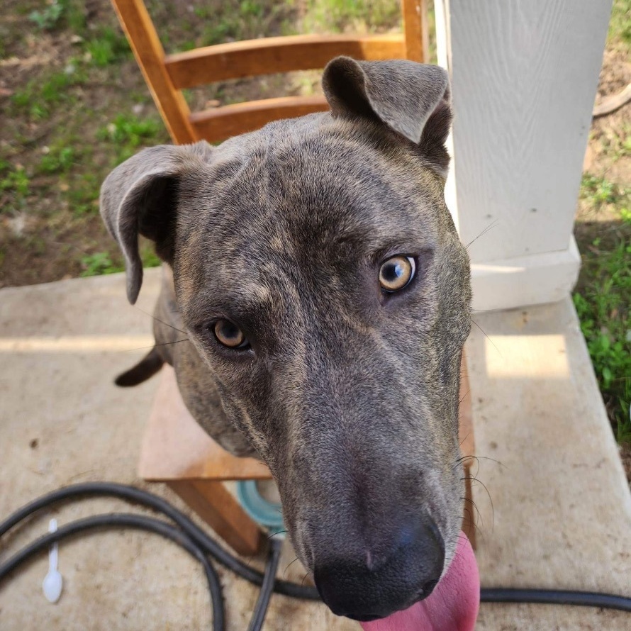 Enlarge Daffy, a Adoptable mixed breed in Mooresville, NC image 3/6