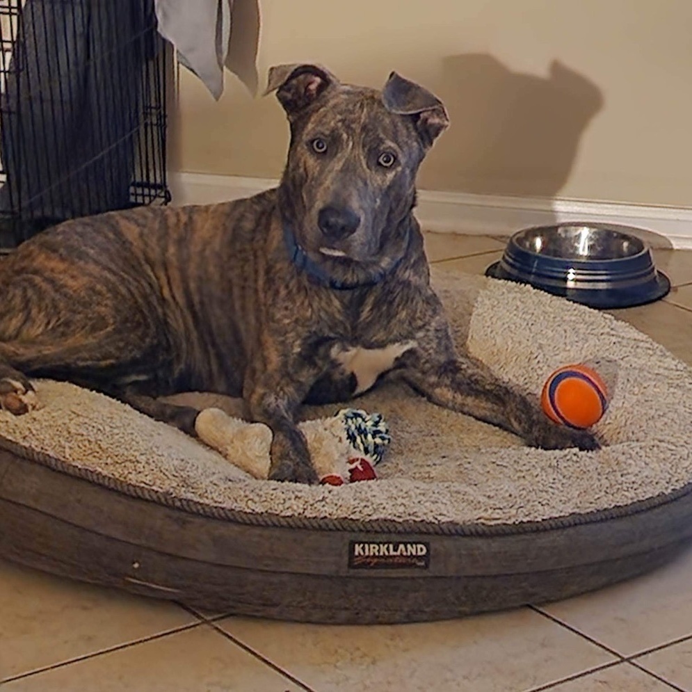 Enlarge Daffy, a Adoptable mixed breed in Mooresville, NC image 2/6