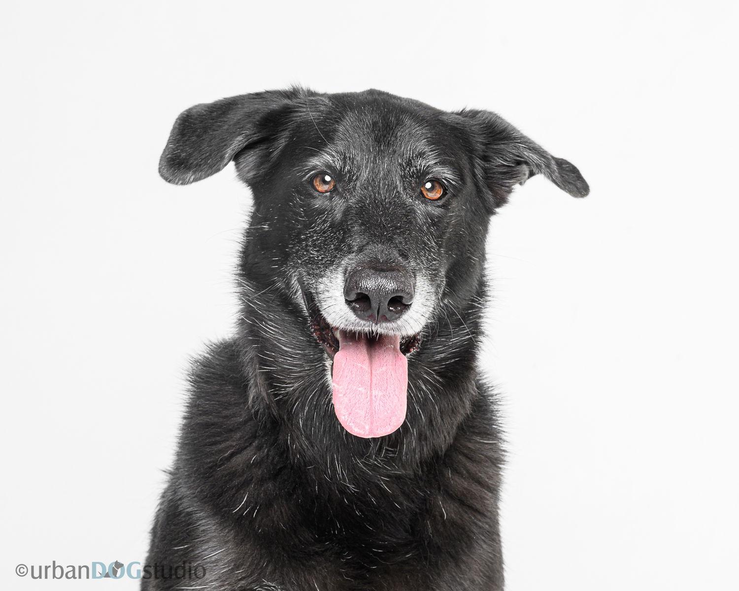 Ursa - F, a Adoptable mixed breed in Tampa, FL image 1/3
