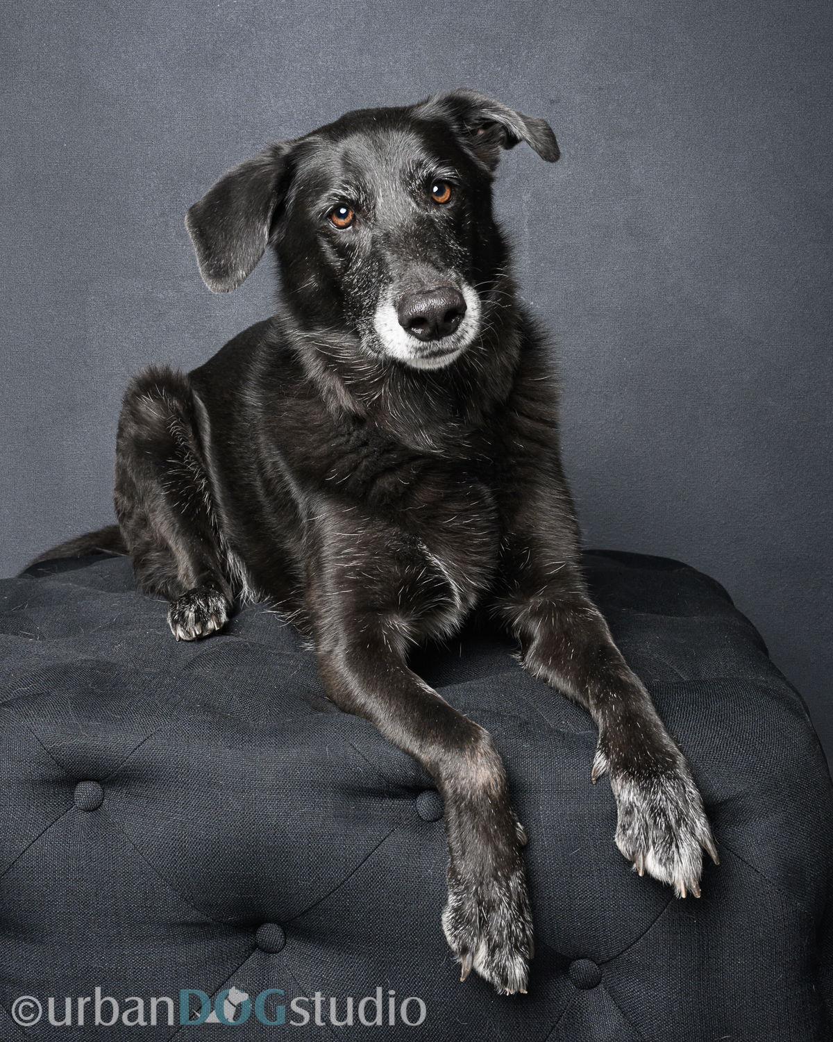 Ursa - F, a Adoptable mixed breed in Tampa, FL image 2/3