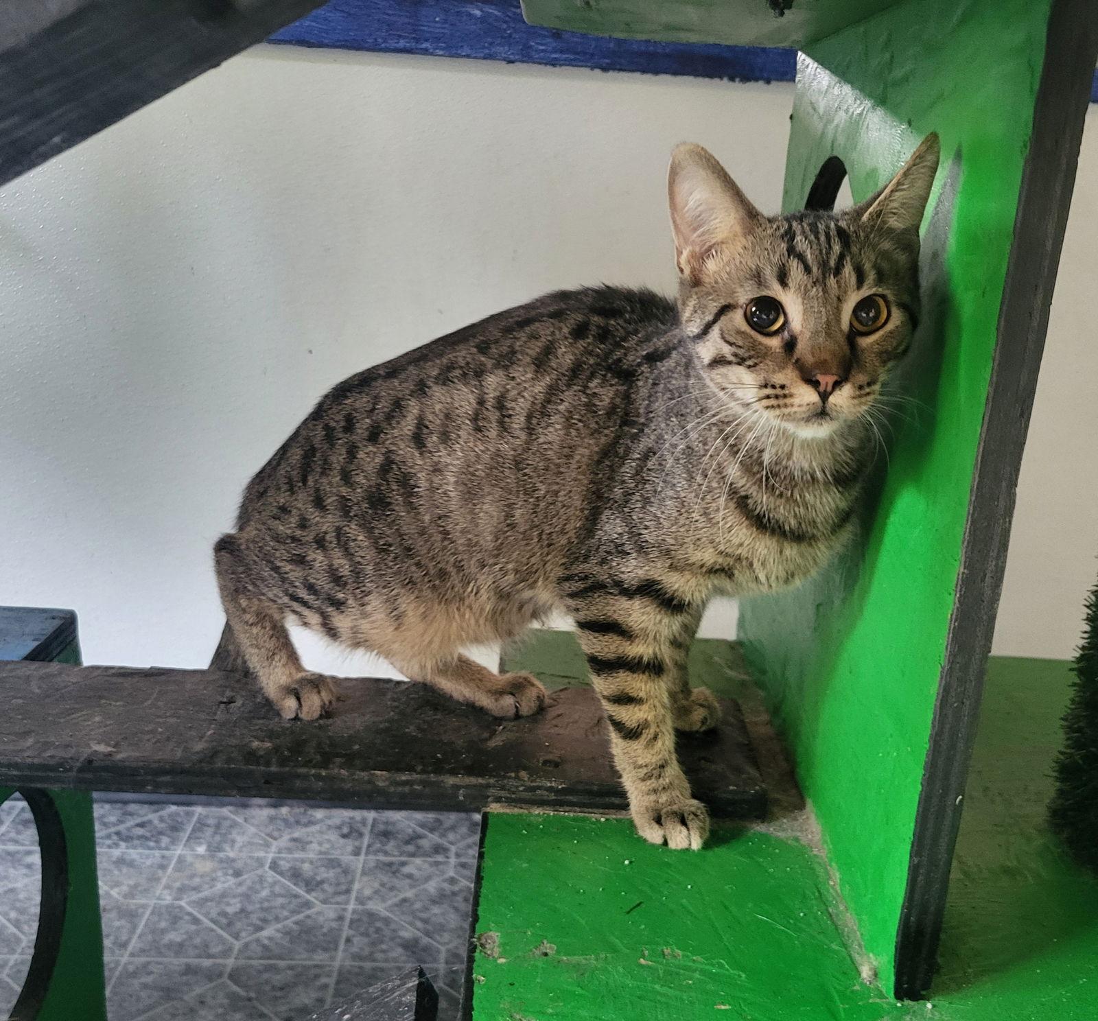 Bruno, Adoptable, Young Male Domestic Short Hair.