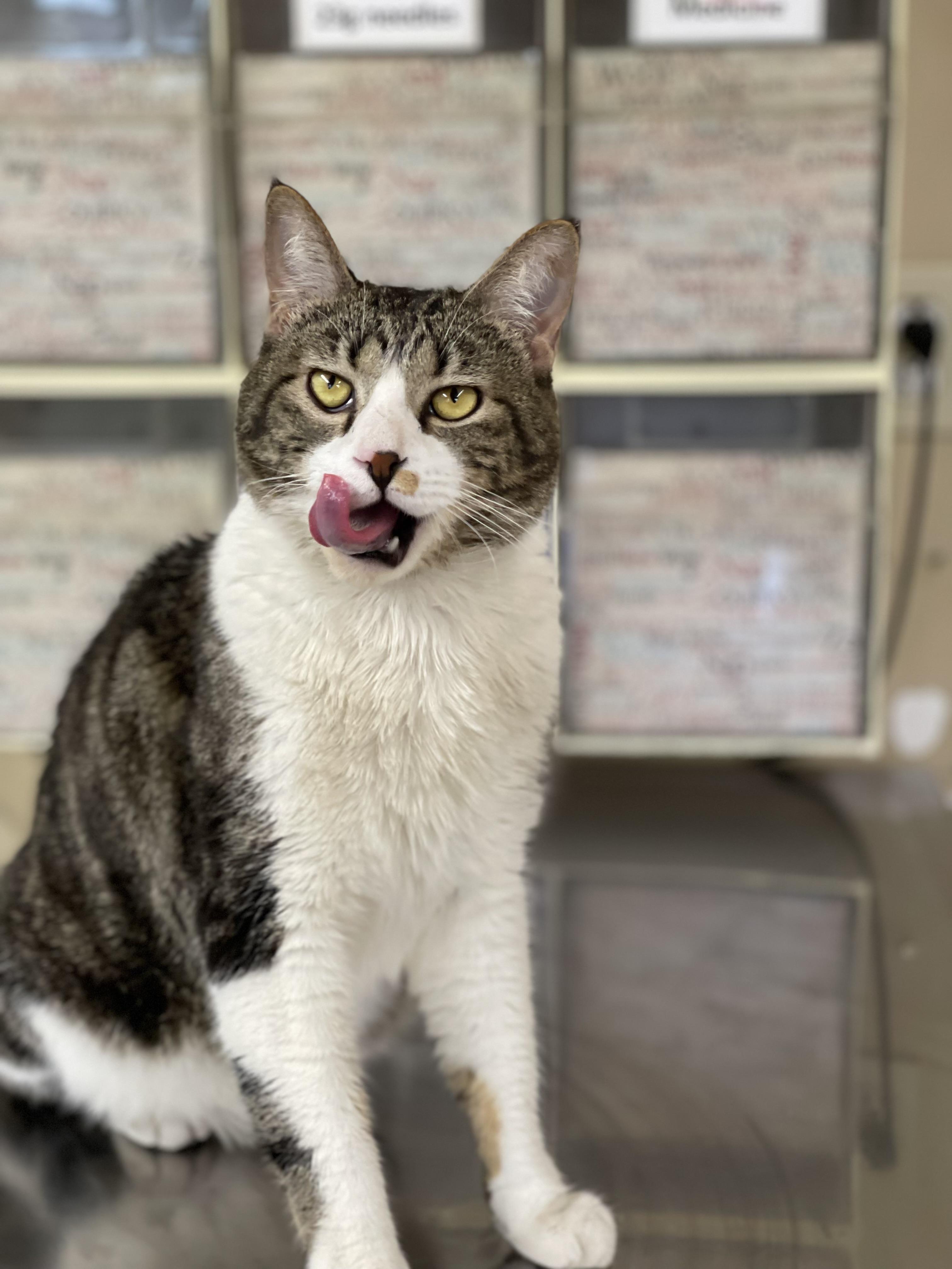 Enlarge CALEB, a Adoptable American Shorthair in Pueblo, CO image 1/1