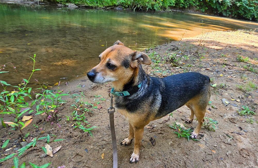 Enlarge Barlow, a Adoptable Terrier in Candler, NC image 1/3