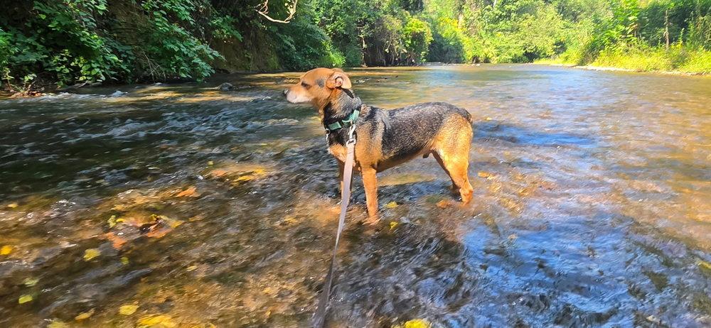 Enlarge Barlow, a Adoptable Terrier in Candler, NC image 2/3