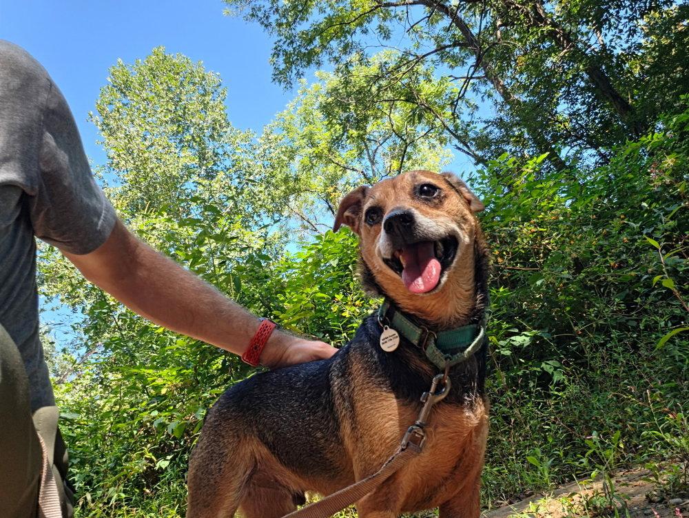 Enlarge Barlow, a Adoptable Terrier in Candler, NC image 3/3