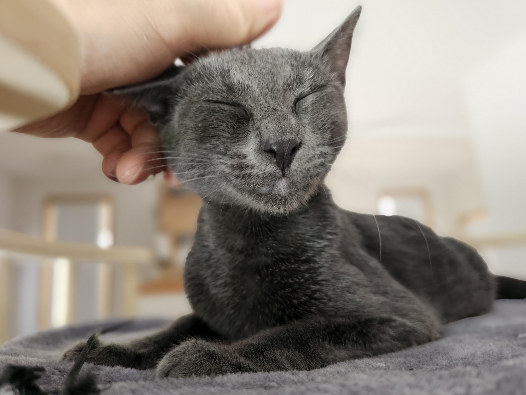 Enlarge Mar, an adopted mixed breed in Lakewood, CO image 1/4