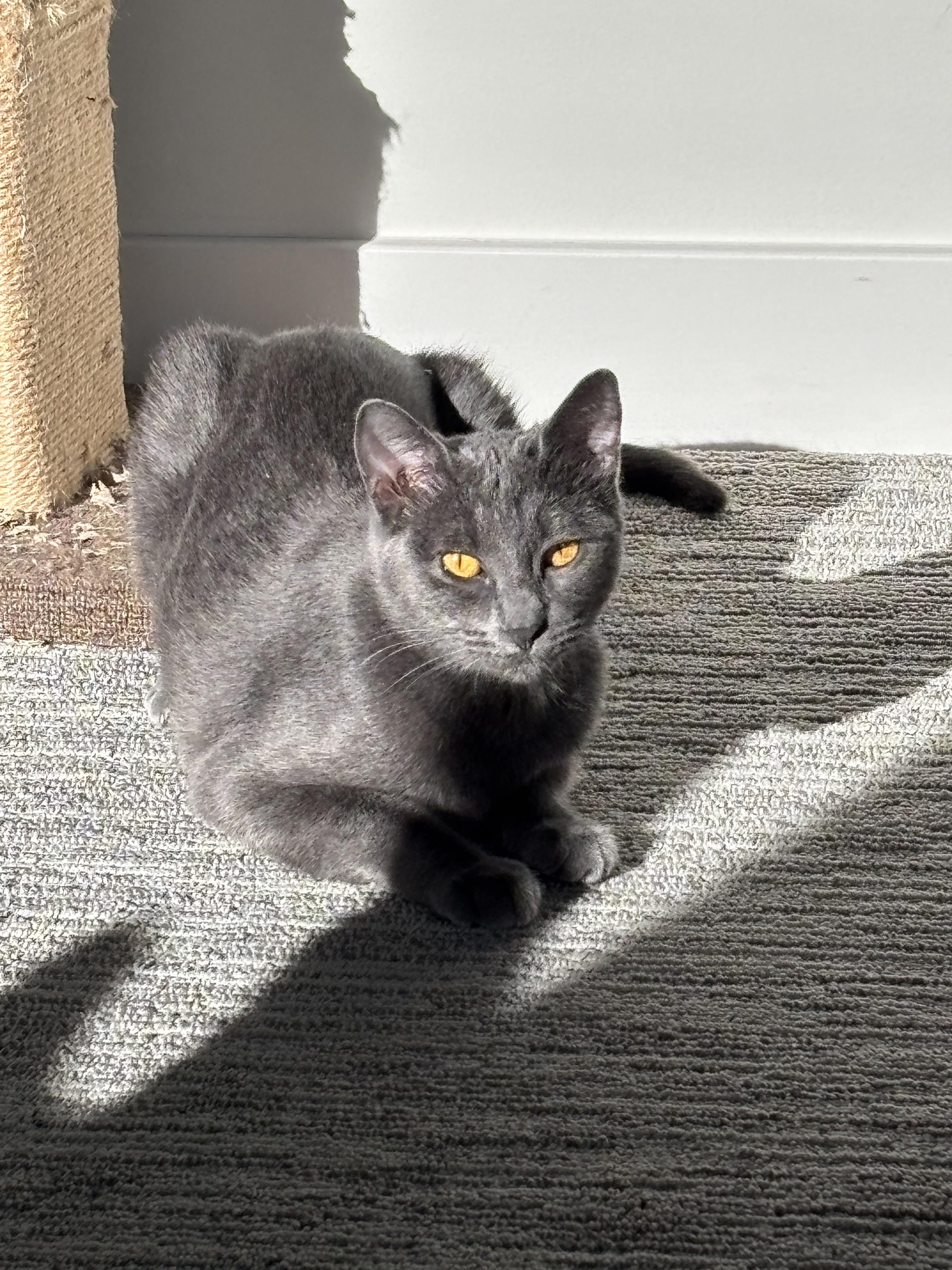 Enlarge Mar, an adopted mixed breed in Lakewood, CO image 2/4