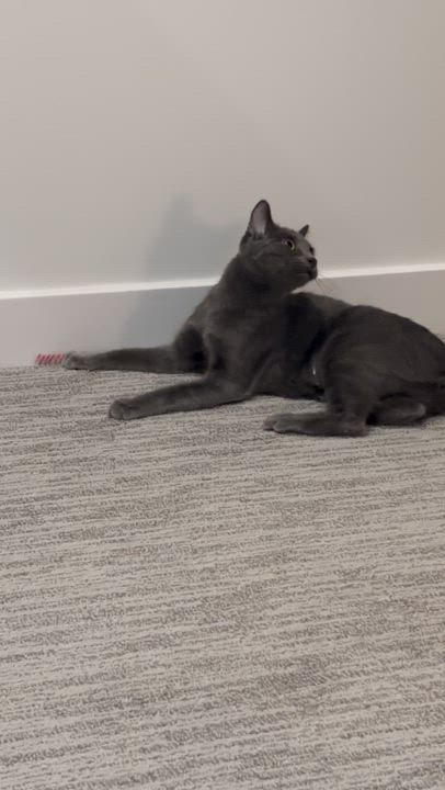 Enlarge Mar, an adopted mixed breed in Lakewood, CO video 3/4