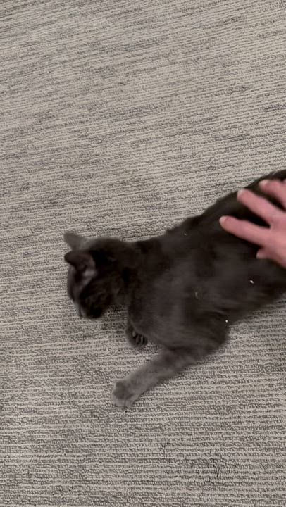 Enlarge Mar, an adopted mixed breed in Lakewood, CO video 4/4