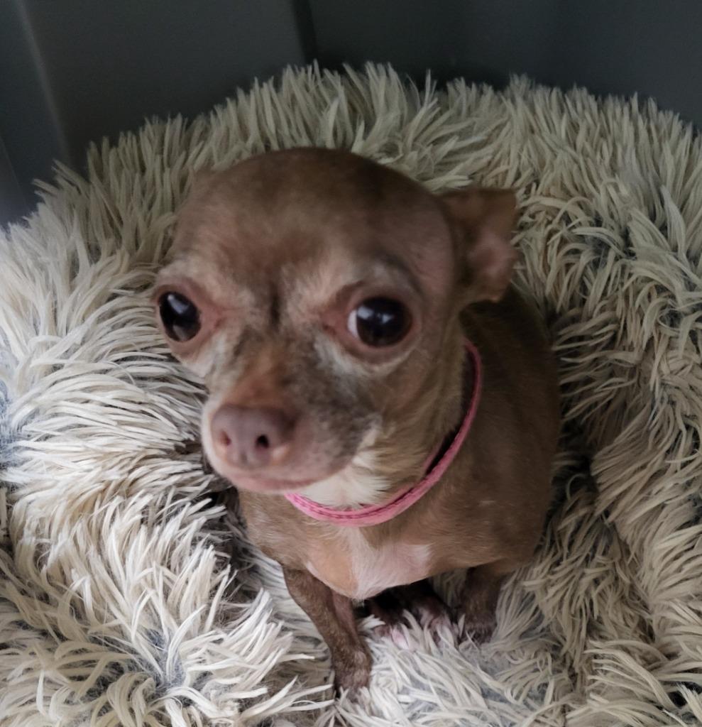 Lucy, Adopted, Senior Female Chihuahua.