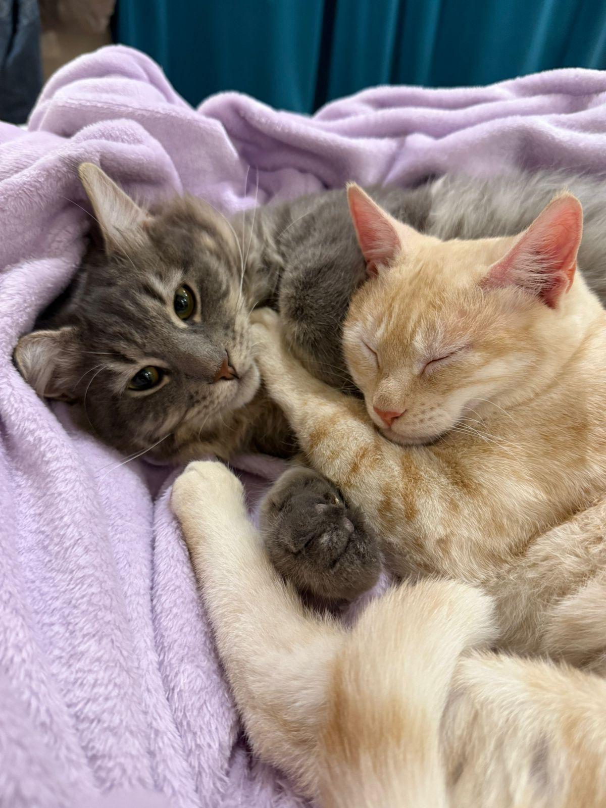 Bonded pair Simba & Nala